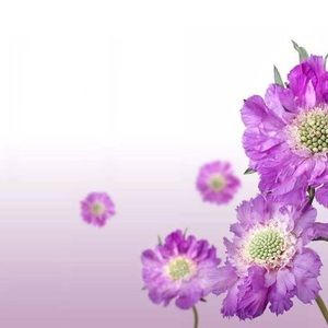 Meet your Posher, Lemya